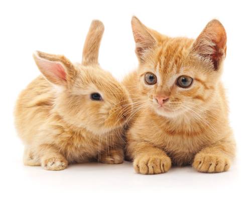 Propose pet-sitting Tassin-la-Demi-Lune et alentours