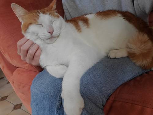 Propose pet-sitting (tous types d’animaux, chez vous comme chez moi)