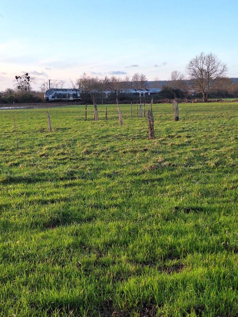 Propose terrain à pâturer pour moutons