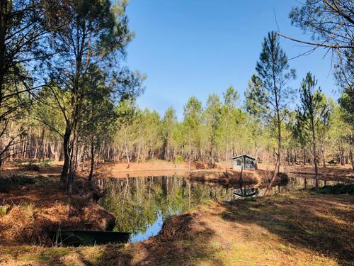 Vends Propriété 28 hectares 3 maisons et un étang - 300m², Ychoux (40)