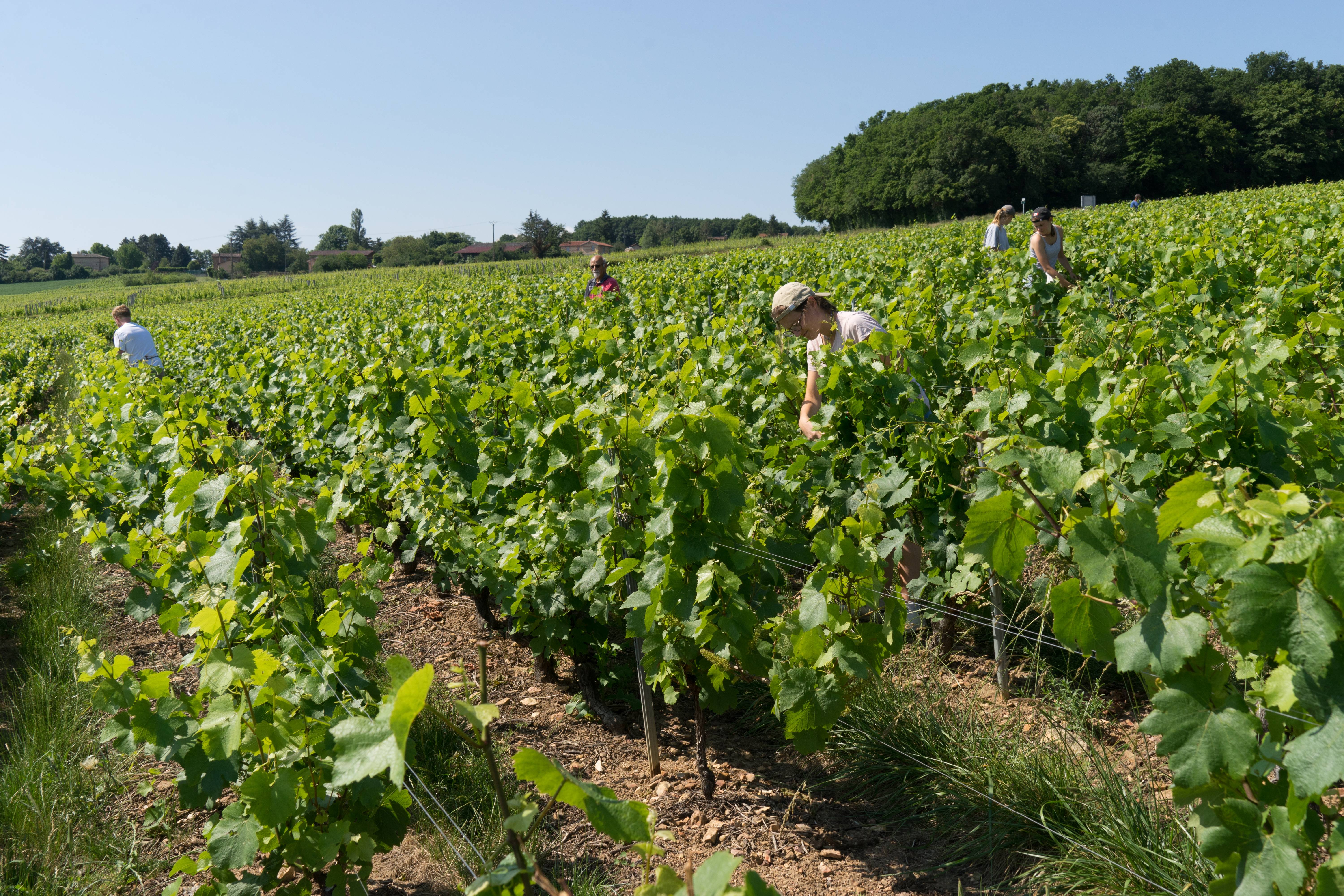 Recrute saisonniers pour travail dans les vignes dans le Rhône