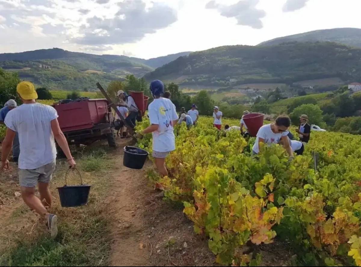 Recrute saisonniers H/F pour les vendanges (Beaujolais 69)