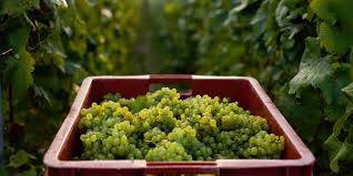 Recrute pour vendanges en Champagne - aux alentours du 20 août