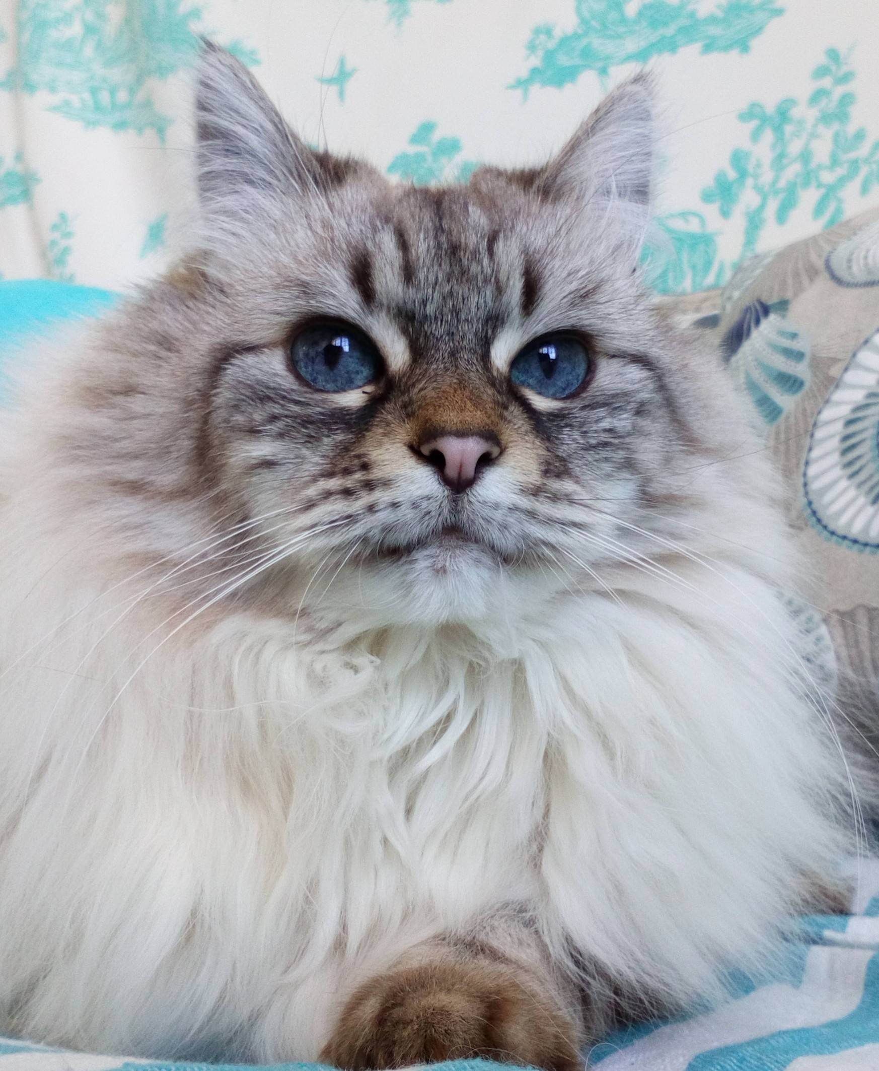 Propose service professionnel de cat sitter / coach chats, Paris & banlieue sud