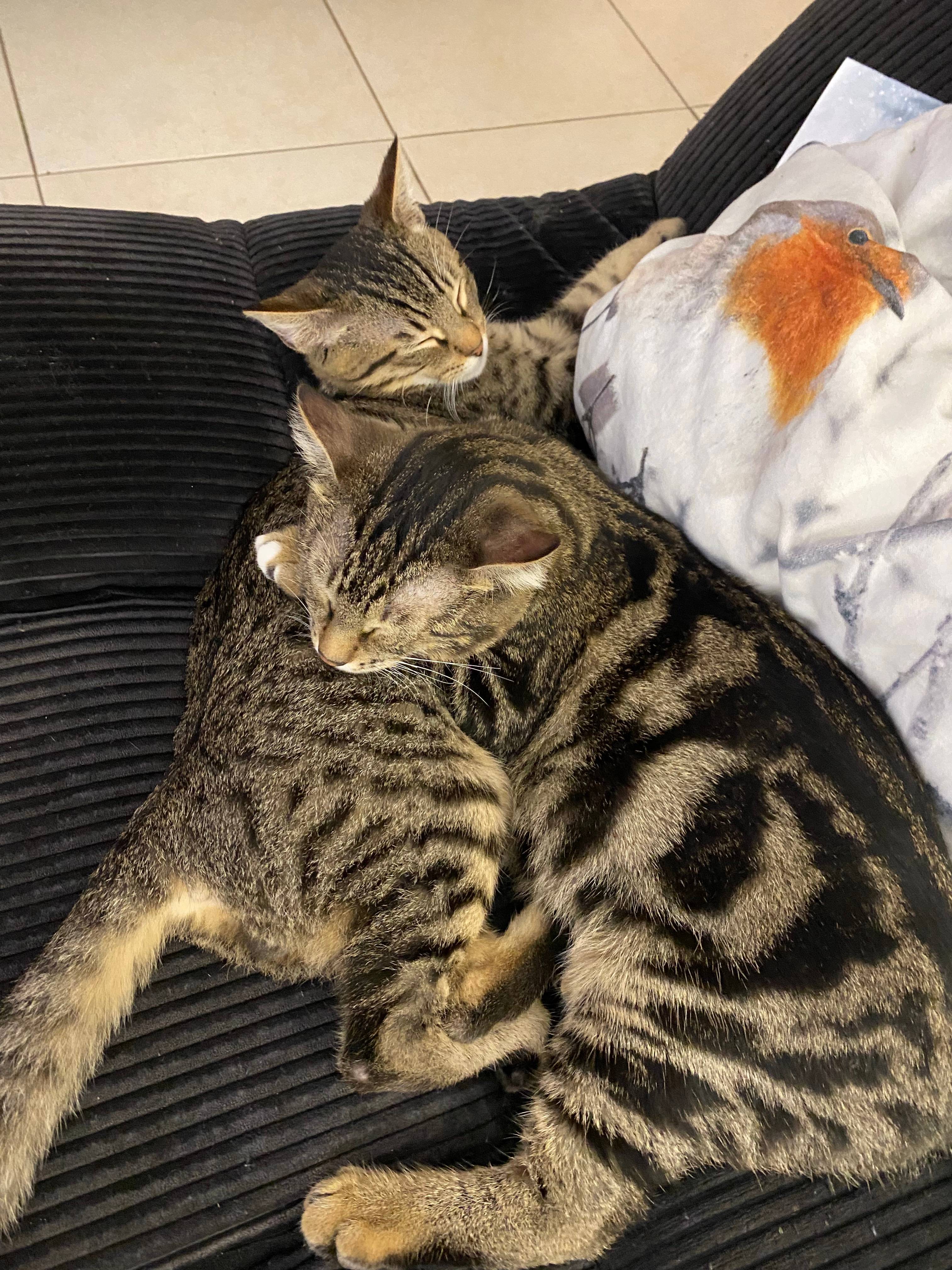 Propose Cat sitting