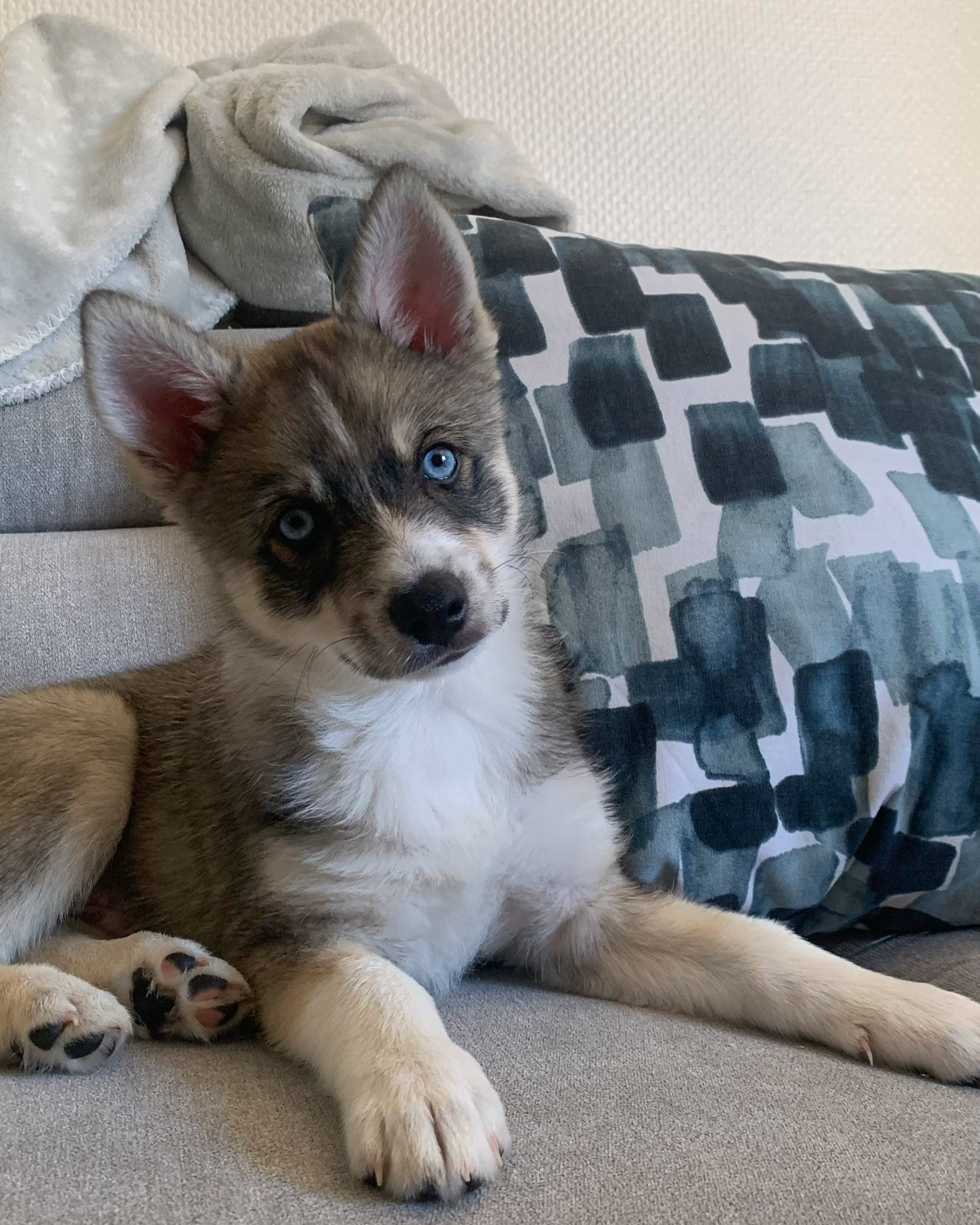 Propose pet sitting sur périphérie Nord de Toulouse