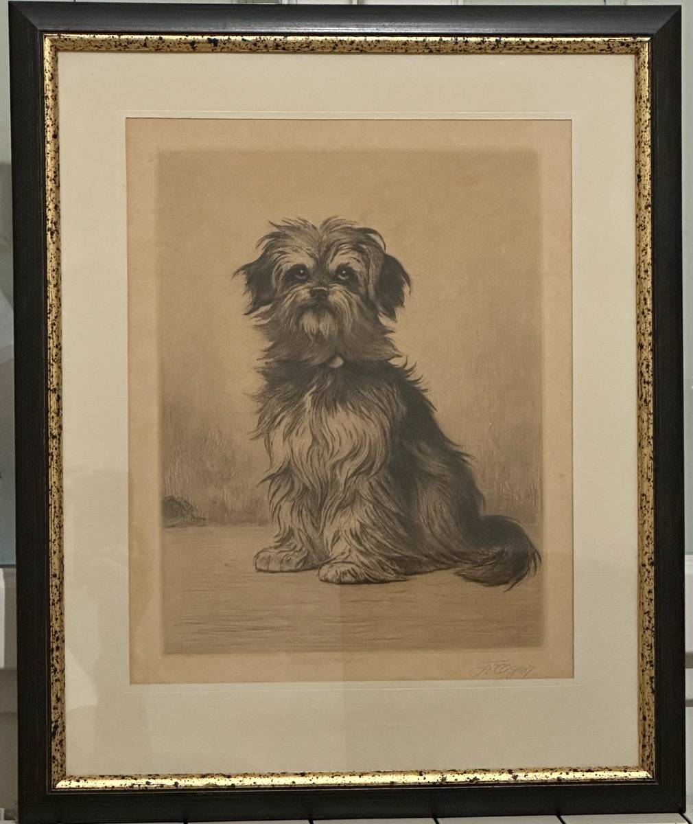 Terrier Griffon. Ferdinand Oger. Eau Forte