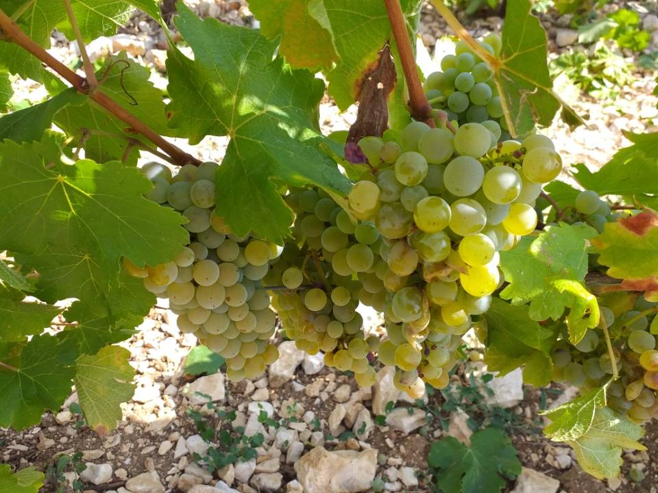 Recrute vendangeurs Sancerre