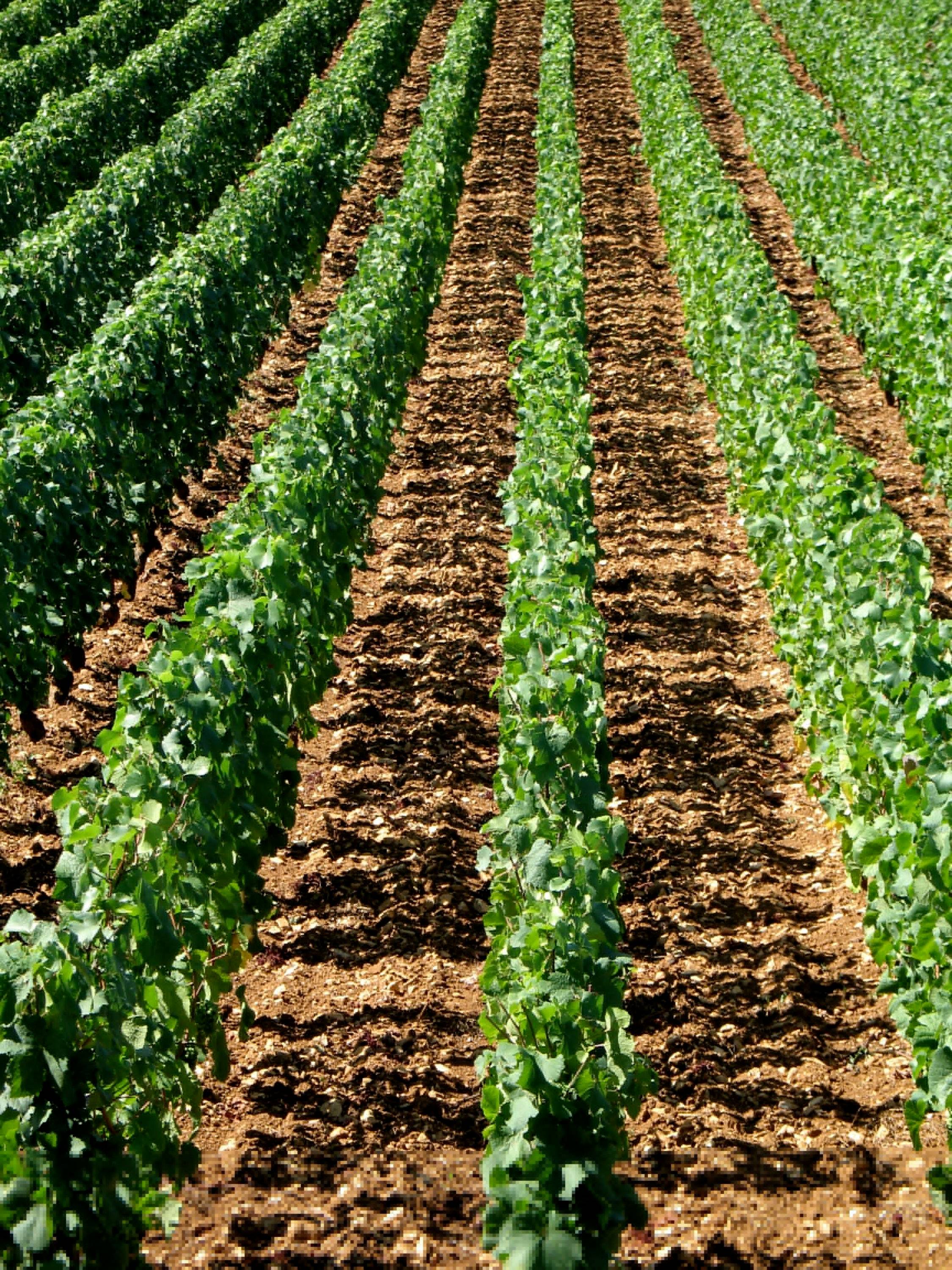 Recrute vendanges 2025 H/F