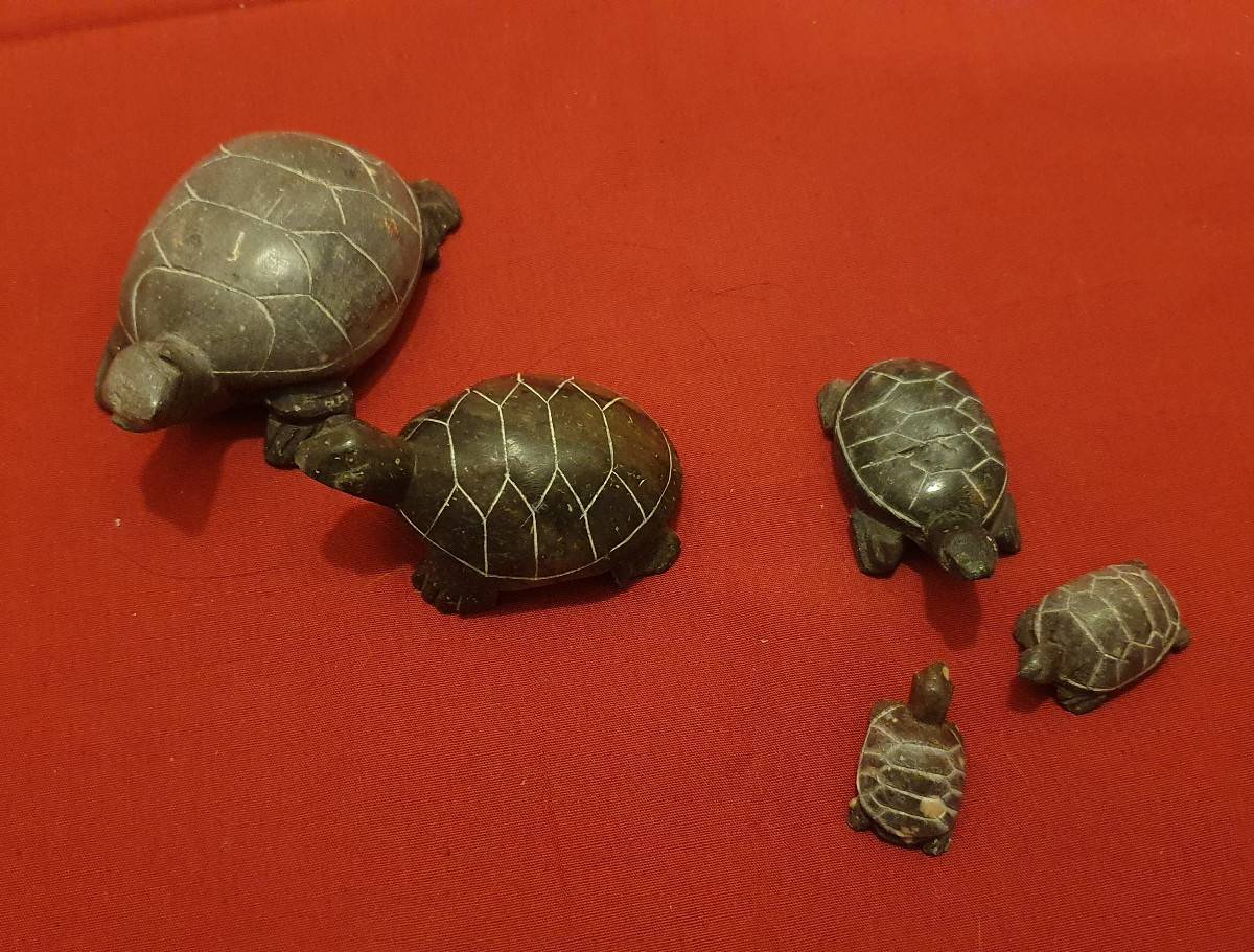 À vendre collection tortues
