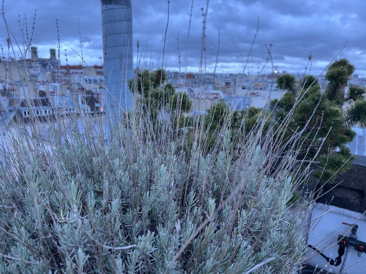 Une photo de l’annonce