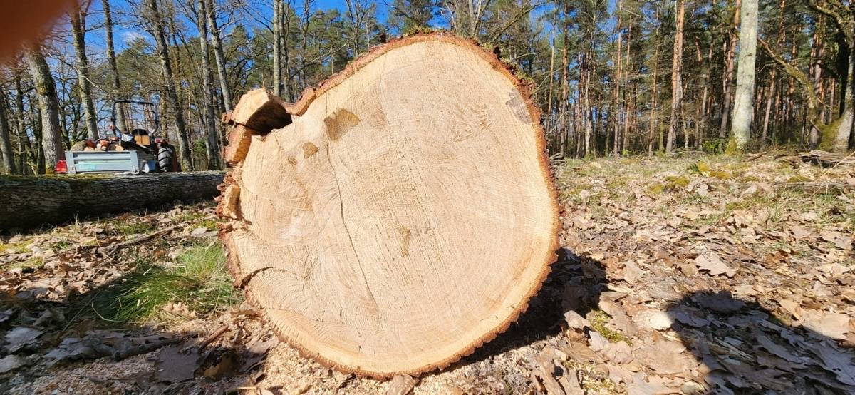 Vends 3 grumes de chêne sessile sur Gens de Confiance